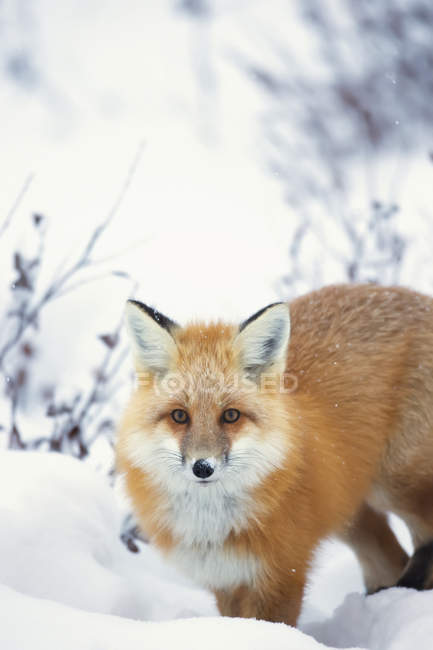 Raposa vermelha na neve — Fotografia de Stock