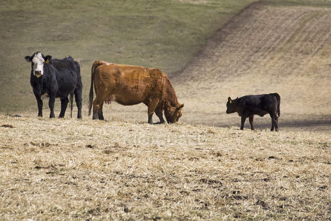 Pâturage du bétail dans le champ de chaume — Photo de stock