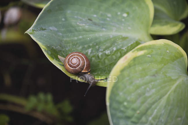 Closeup of snail and shell — Stock Photo