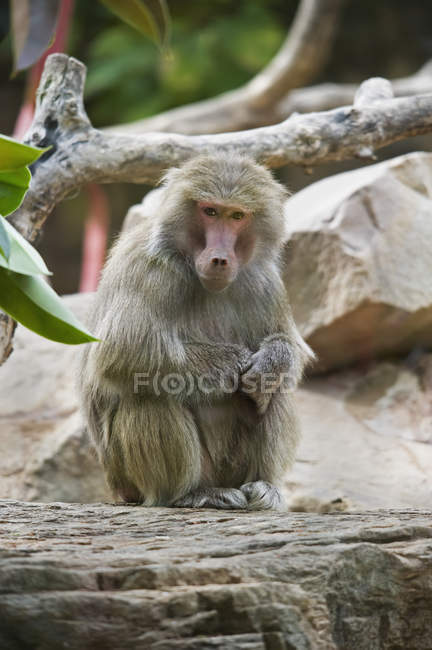 Monkey sitting on stone — Stock Photo