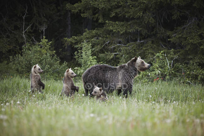 Mamma orso grizzly — Foto stock