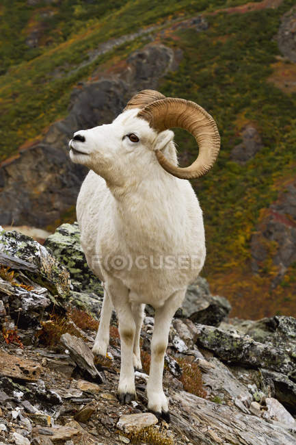 Carnero de oveja de Dall de pie en la cresta rocosa - foto de stock
