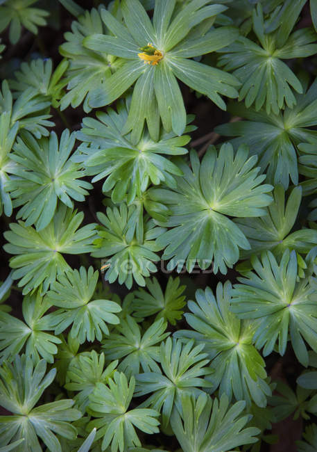 Close-up de folhas em uma planta — Fotografia de Stock