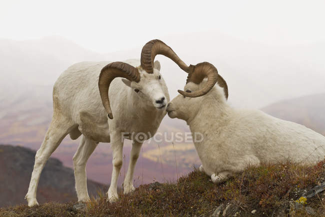 Dall's sheep ram nuzzling resting — Stock Photo