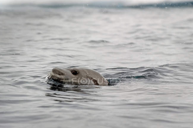Leopard seal swimming — Stock Photo