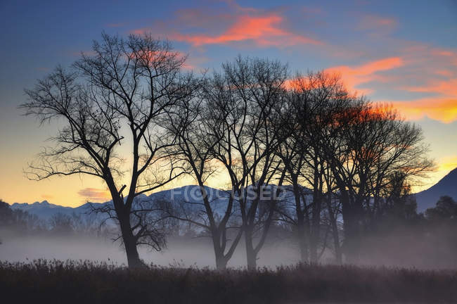 Туман над полем і дерев — стокове фото