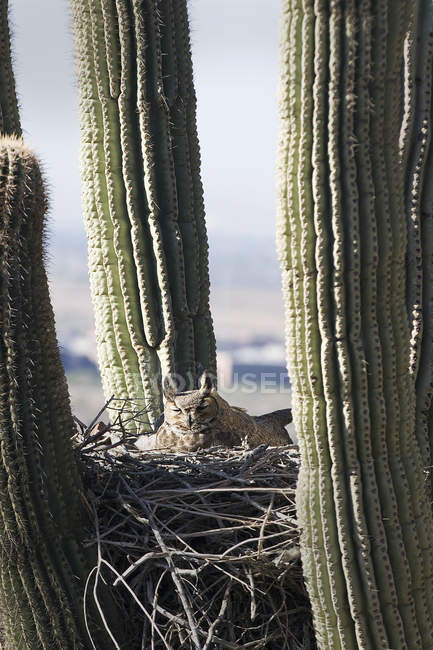 Horned owl in nest — Stock Photo