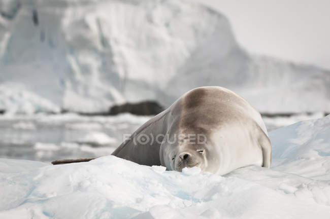 Crabeater seal laying — Stock Photo