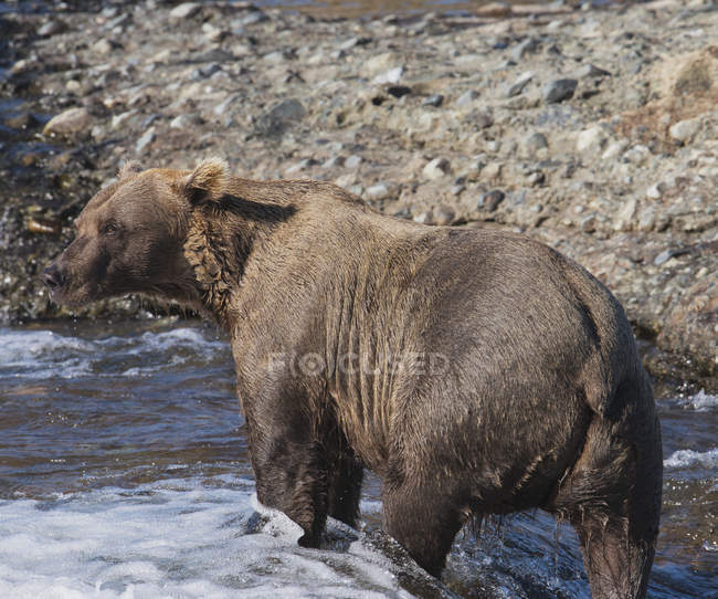 Um urso pardo em águas rasas — Fotografia de Stock