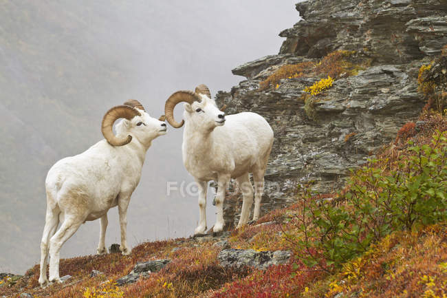 Dall's sheep rams standing by rock — Stock Photo