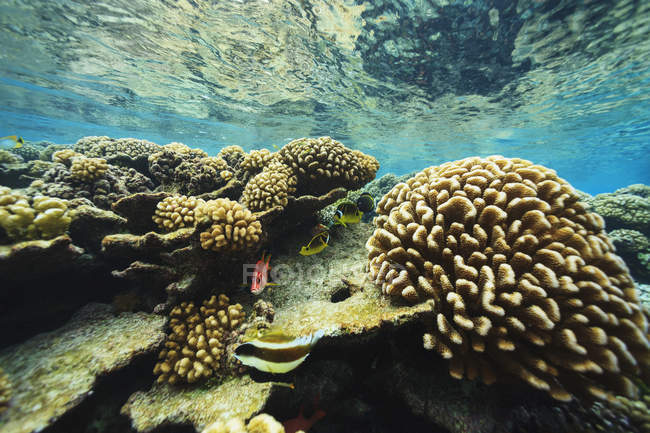 Shallow pristinec coral reef — Stock Photo