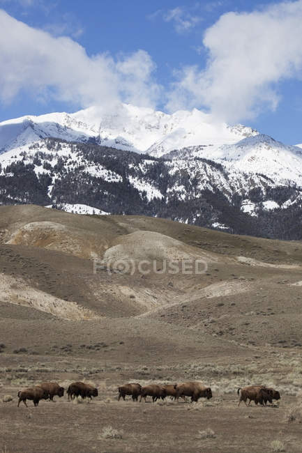 Buffalo grazing in meadow with mountains — Stock Photo