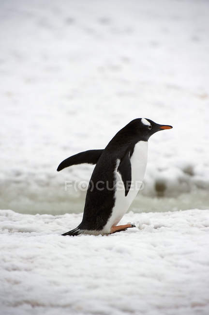 Pinguim gentoo andando na neve — Fotografia de Stock