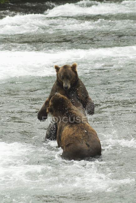 Ursos castanhos poupando para salmão — Fotografia de Stock
