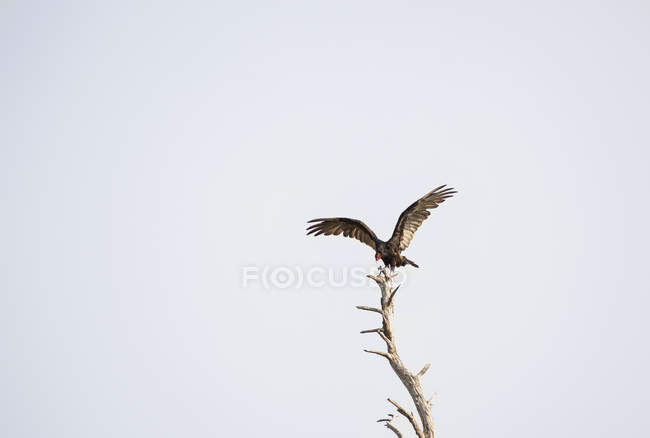 Avvoltoio di tacchino in cima all'albero — Foto stock