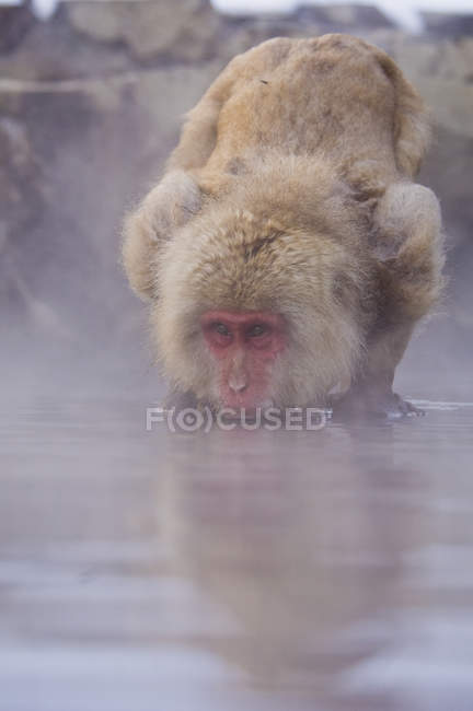 Japanische Makaken testen Wasser — Stockfoto