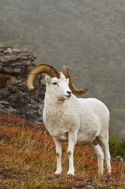 Pecore dall ram — Foto stock