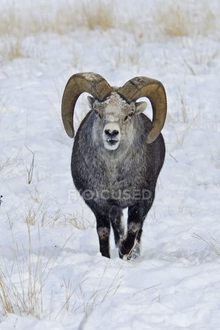 Stone sheep in the snow — Stock Photo