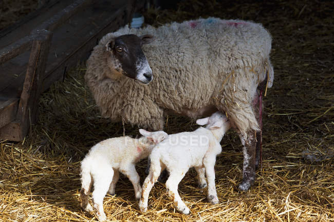 Oveja y corderos recién nacidos - foto de stock