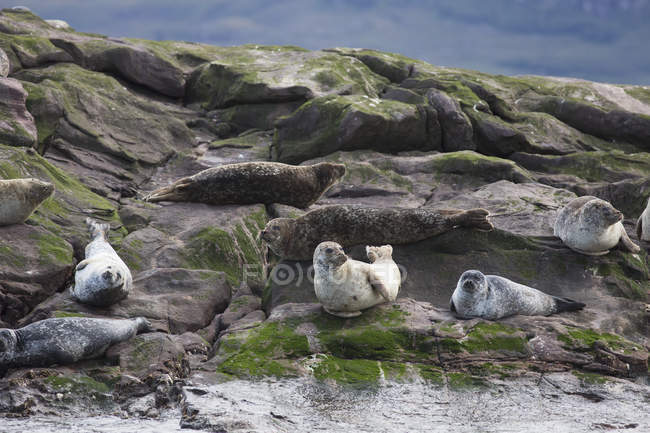 Морские львы сидят на скале — стоковое фото