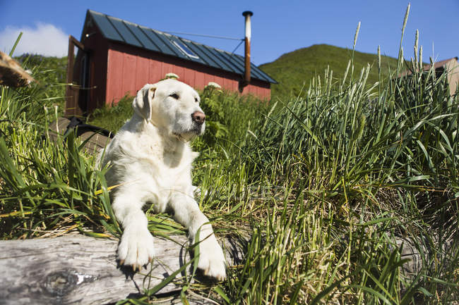 Le chien repose dans l'herbe haute — Photo de stock