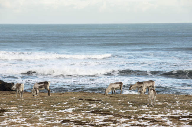 Alimentação de renas ao longo da costa — Fotografia de Stock