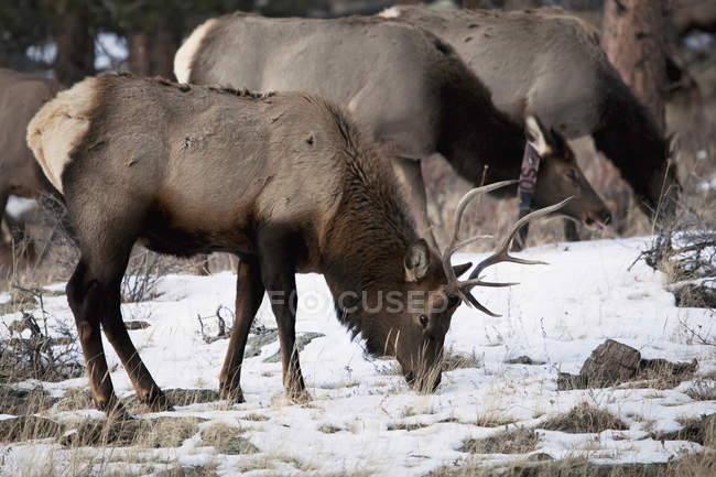 Male elk and herd grazing — Stock Photo