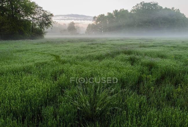 На рассвете над фермерским полем надвигается туман — стоковое фото