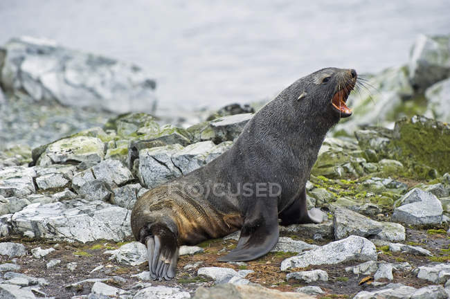 Sigillo di pelliccia antartico che posa su pietre — Foto stock