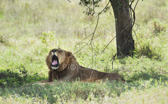 Löwe gähnt, als er liegt — Stockfoto