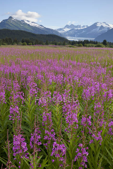 Field Of Fireweed With Mendenhall Glacier — Stock Photo