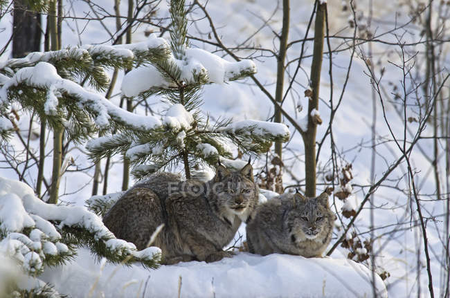 Canada lynx on snow — Stock Photo