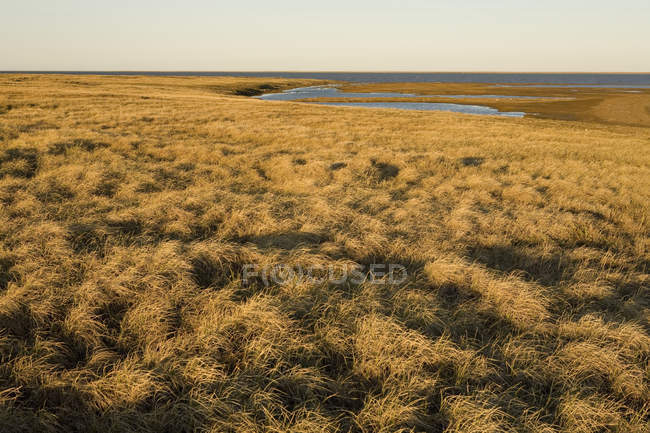 Feuchte Schilfwiesen entlang der Feuchtgebiete an der Küste — Stockfoto