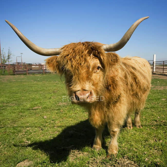 Шотландская говядина — стоковое фото