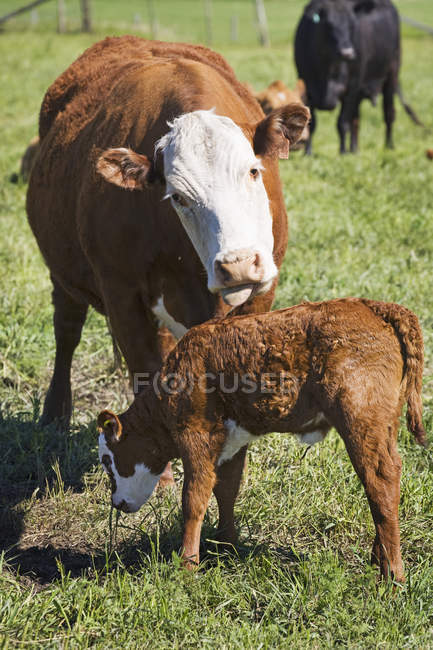 Mother cow grooming it's calf — Stock Photo