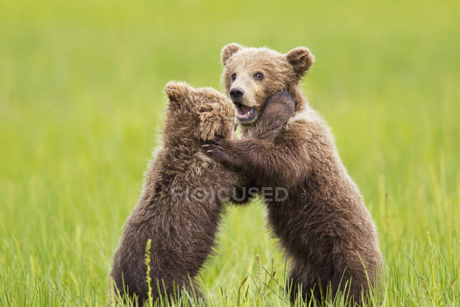 Brown bear cubs playing at lake — Stock Photo