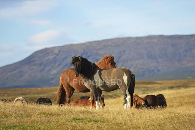 Caballos islandeses de pie en el campo - foto de stock