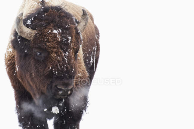 Bison in snow standig — Stock Photo