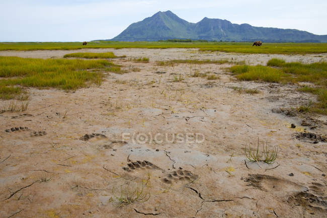 Brown Bear faixas na lama — Fotografia de Stock