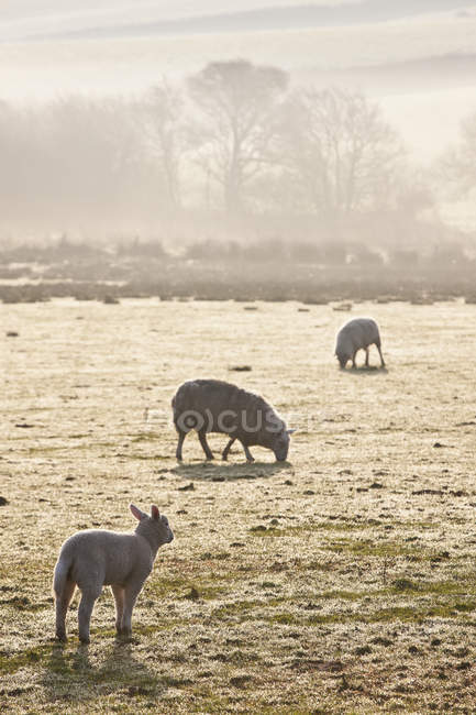 Schafe weiden auf frostigem Feld — Stockfoto