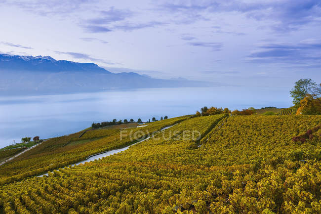 Vineyards and lake genova — Stock Photo