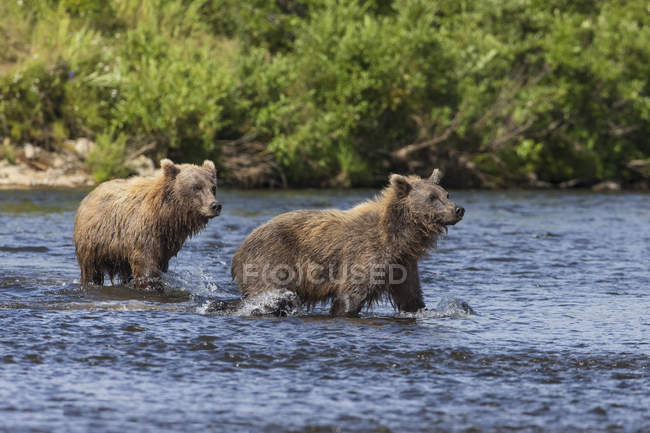 Due giovani orsi bruni — Foto stock