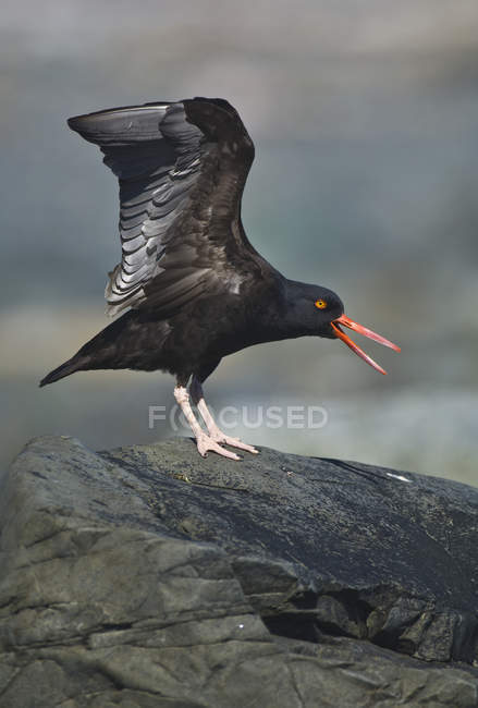 Preto oystercatcher estende asas — Fotografia de Stock