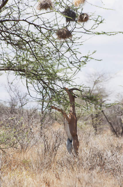 Múltiples nidos en árbol - foto de stock