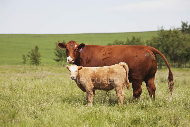 Madre vaca y ternera - foto de stock