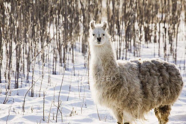 Einzelne Lama im Schnee — Stockfoto