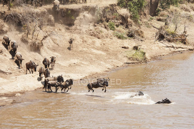Migration of wildebeest against water — Stock Photo