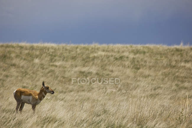 Pronghorn antelope in grass field — Stock Photo