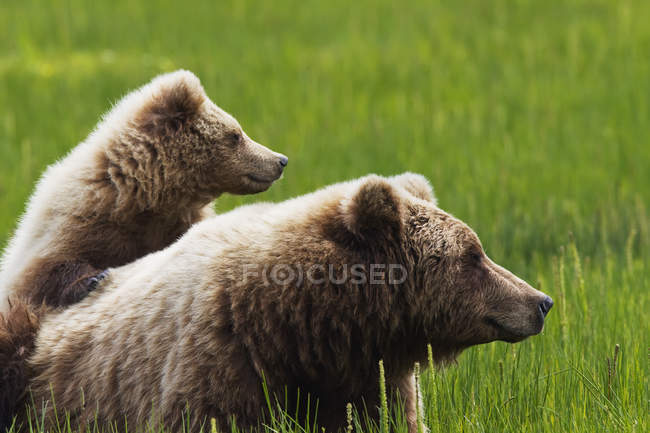 Brown oso cachorro de pie en la espalda de la madre - foto de stock
