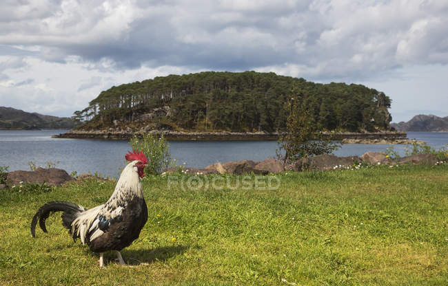 Gallo cammina sull'erba — Foto stock